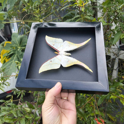 Combo x10 - Real Actias Selene Moth in Decorative Frames for Wholesale (in US)