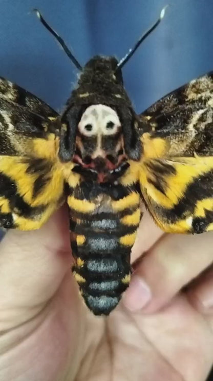 Pack of 2 Death Head Moth CDried Spread-Wing | Acherontia lachesis Specimen | Gothic Insect Display