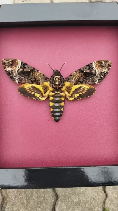 Gothic Wall Décor - Handmade Death Head Moth Frame, Unique Vietnam Butterfly Taxidermy Art