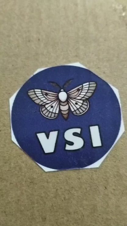 Sternocera aequisignata – Jewel Beetle | Closed Wings Specimen| Dried Taxidermy Specimen for Art, Science, Collection, Oddities Display