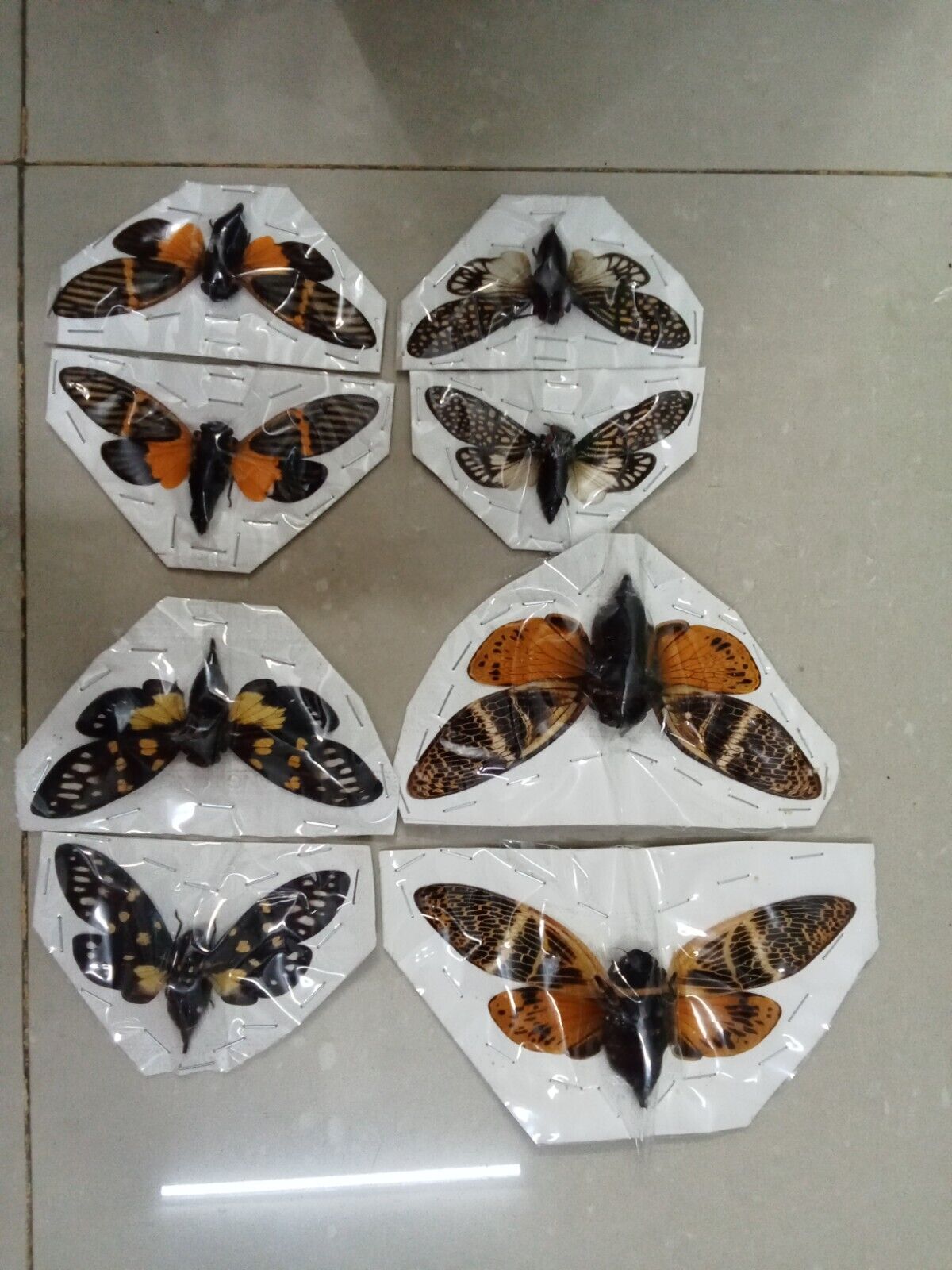 (in U.S.) 08 Real Cicada spread wings (04 species).