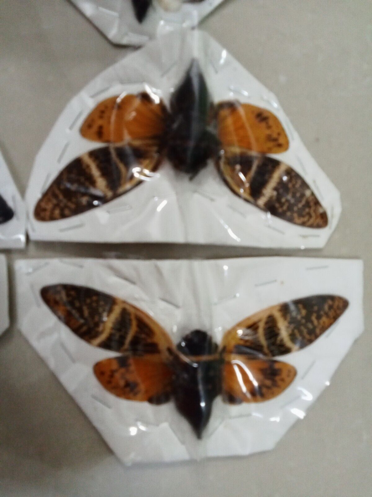 Angamiana floridula Cicada | Dried Specimen Spread Wings | Insect Taxidermy Oddities