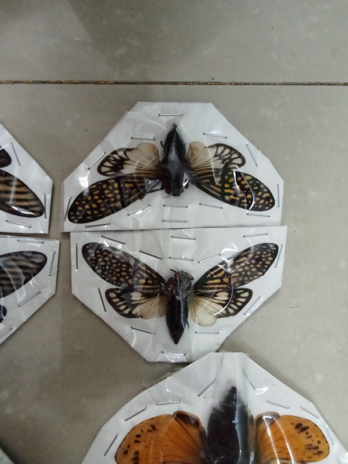 (in U.S.) 08 Real Cicada spread wings (04 species).