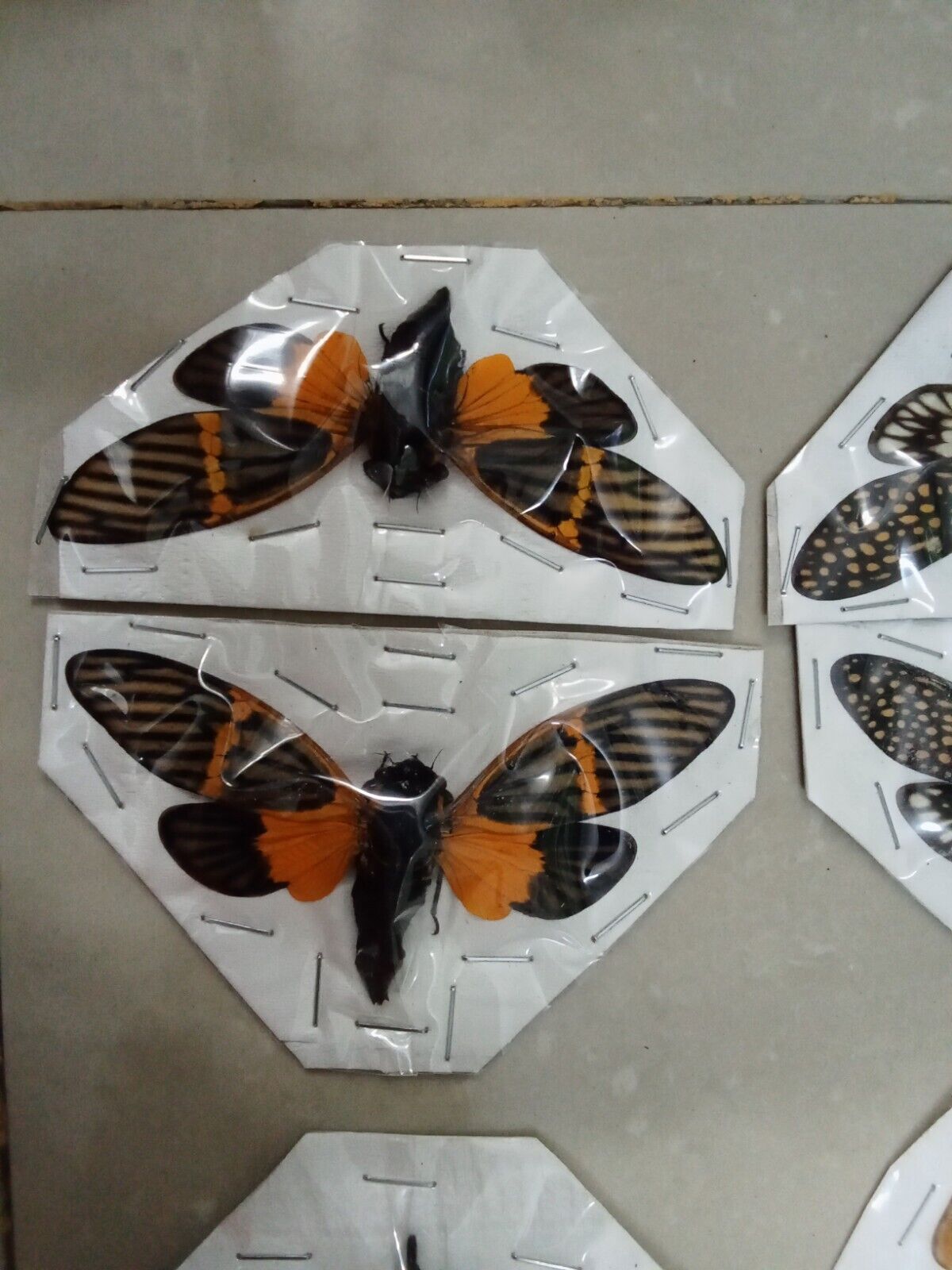 (in U.S.) 08 Real Cicada spread wings (04 species).