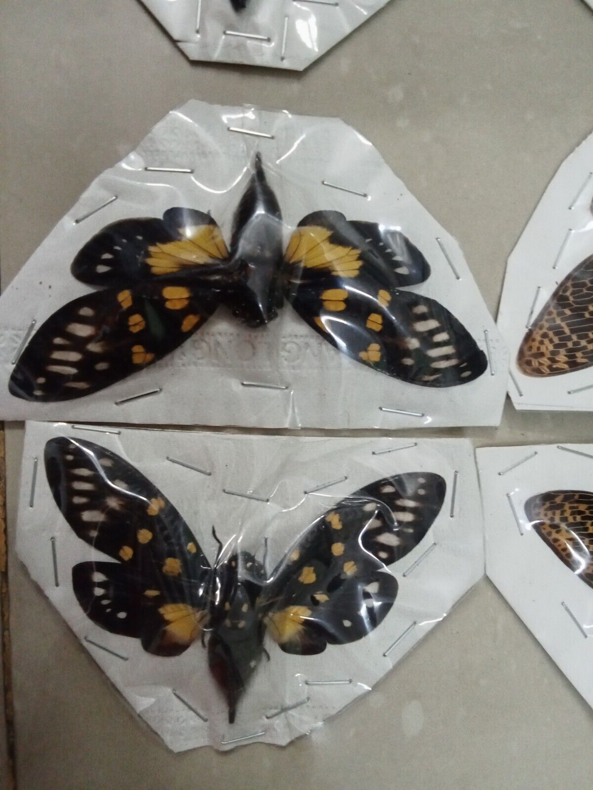 (in U.S.) 08 Real Cicada spread wings (04 species).