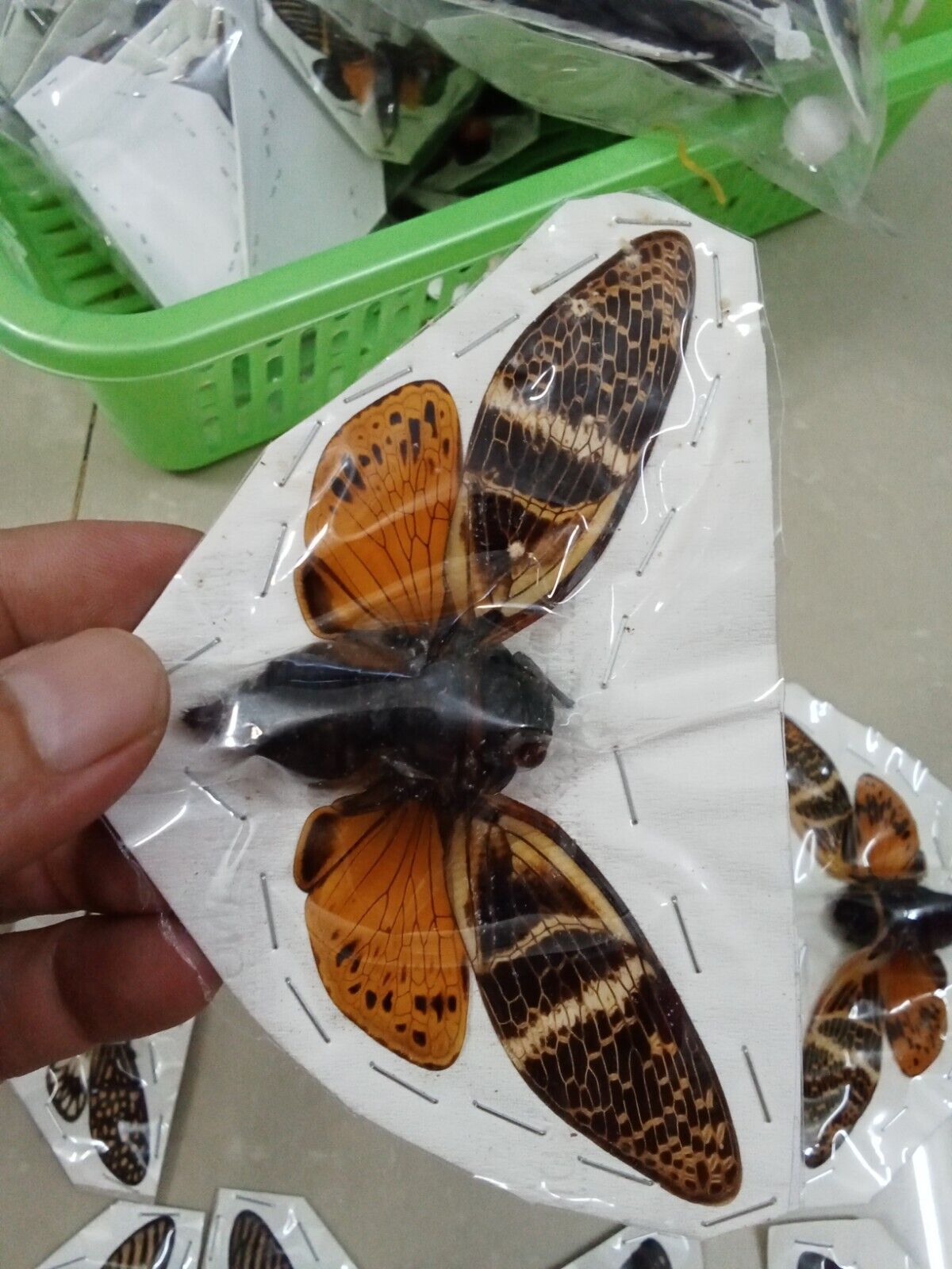 Angamiana floridula Cicada | Dried Specimen Spread Wings | Insect Taxidermy Oddities