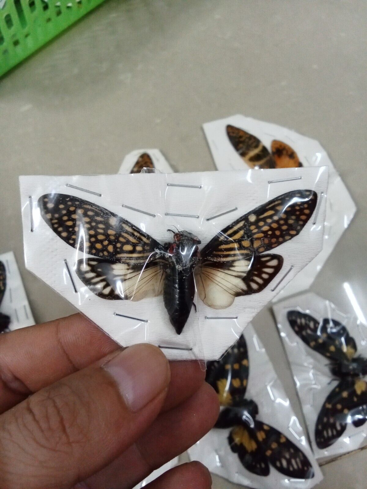 (in U.S.) 08 Real Cicada spread wings (04 species).