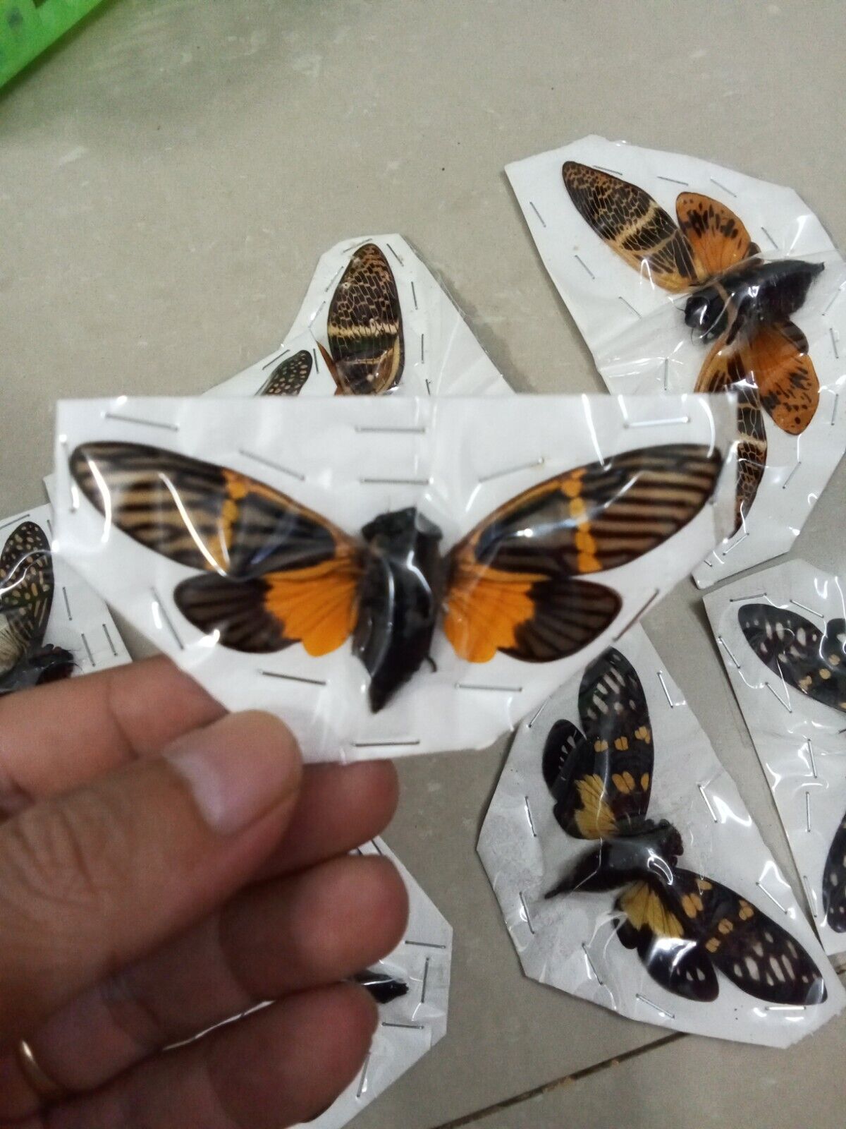 (in U.S.) 08 Real Cicada spread wings (04 species).