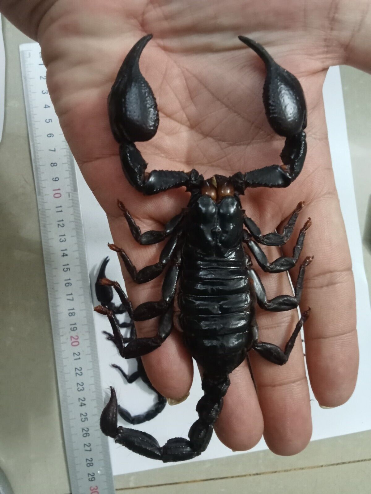 Real Scorpion Specimen (Heterometrus laoticus) - Dry Arachnid Taxidermy - Rare Exotic Scorpio - Insect Collector’s Display