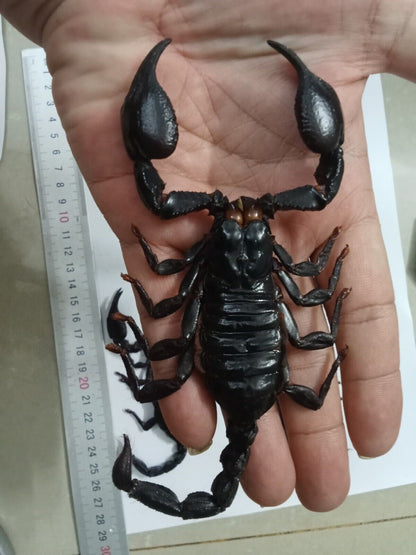 Real Scorpion Specimen (Heterometrus laoticus) - Dry Arachnid Taxidermy - Rare Exotic Scorpio - Insect Collector’s Display