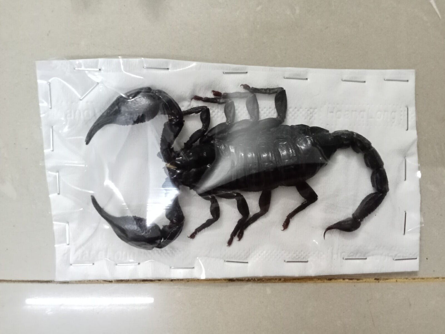 Real Scorpion Specimen (Heterometrus laoticus) - Dry Arachnid Taxidermy - Rare Exotic Scorpio - Insect Collector’s Display