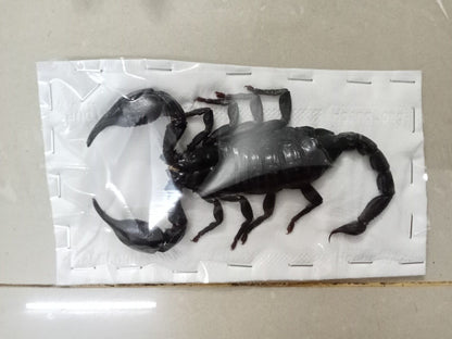 Real Scorpion Specimen (Heterometrus laoticus) - Dry Arachnid Taxidermy - Rare Exotic Scorpio - Insect Collector’s Display