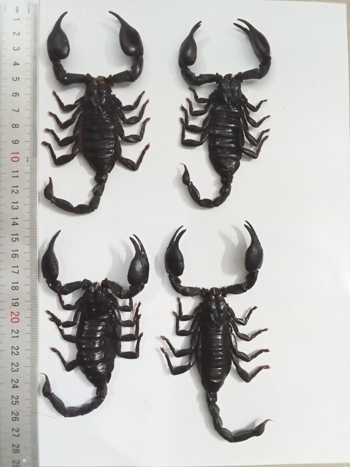 Real Scorpion Specimen (Heterometrus laoticus) - Dry Arachnid Taxidermy - Rare Exotic Scorpio - Insect Collector’s Display