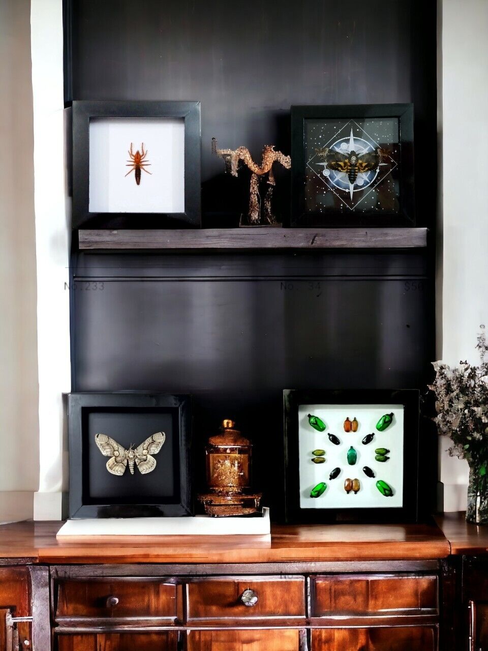 Vietnam Death's Head Moth Frame - Taxidermy Insect for Personalized Wall Decor Sales (in US)