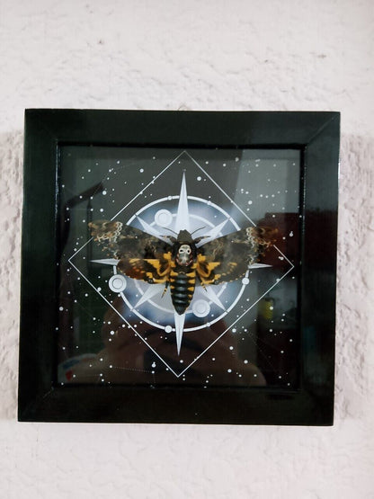 Vietnam Death's Head Moth Frame - Taxidermy Insect for Personalized Wall Decor Sales (in US)