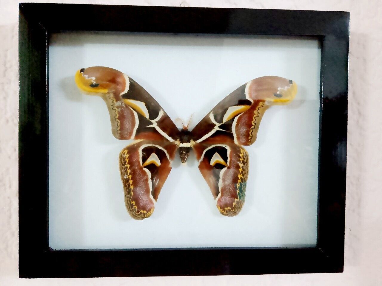 Decorative Insect Frame - Real Vietnam Moth with Vintage Wall Art Style, Handmade Natural History Display (in US)