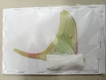 Actias Selene Dried Insect Pack of 1 - Closed-Wing Real Moths for Taxidermy, Unmounted Lepidoptera Display