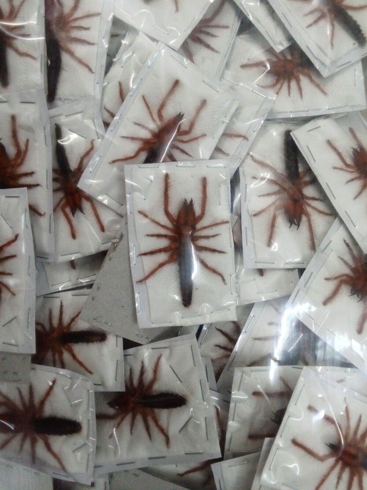 Real Dinorhax rostrumpsittaci Specimen - Vietnam Spider Taxidermy, Rare Camel Spider Pack of 2 (in US)