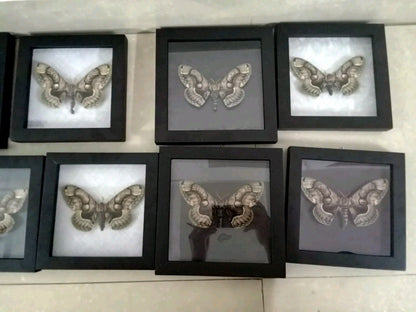 Vietnam Owl Moth Frame - Unique Handmade Insect Decor Gift for Friends (in US)