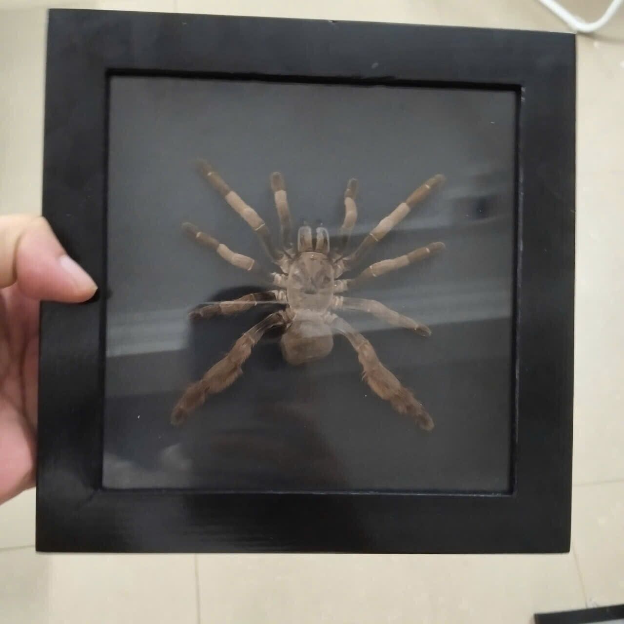 Spooky Insect Collection for Halloween – Unique Gift Idea with Vietnam Tarantula Shadow Box (in US)