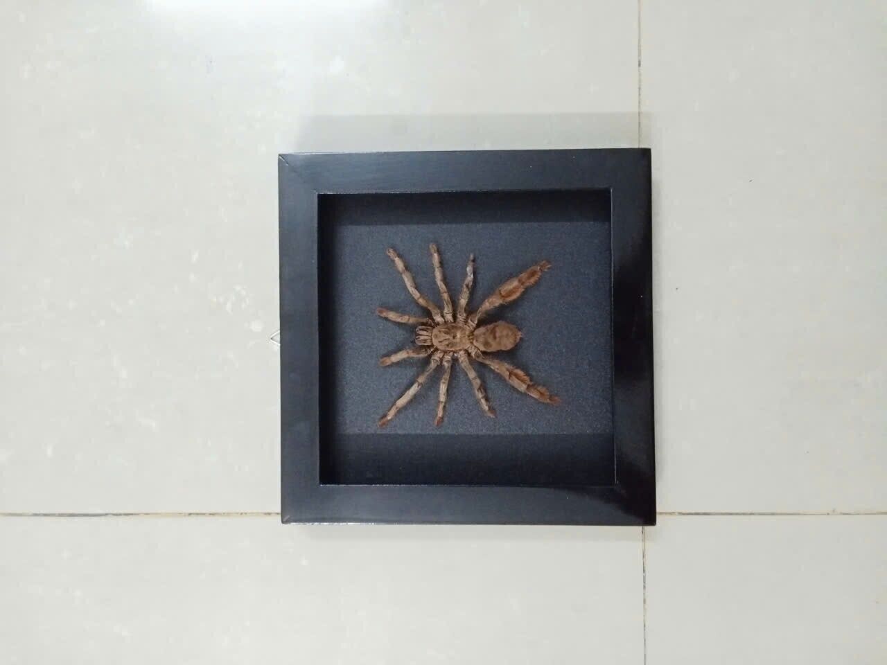 Spooky Insect Collection for Halloween – Unique Gift Idea with Vietnam Tarantula Shadow Box (in US)