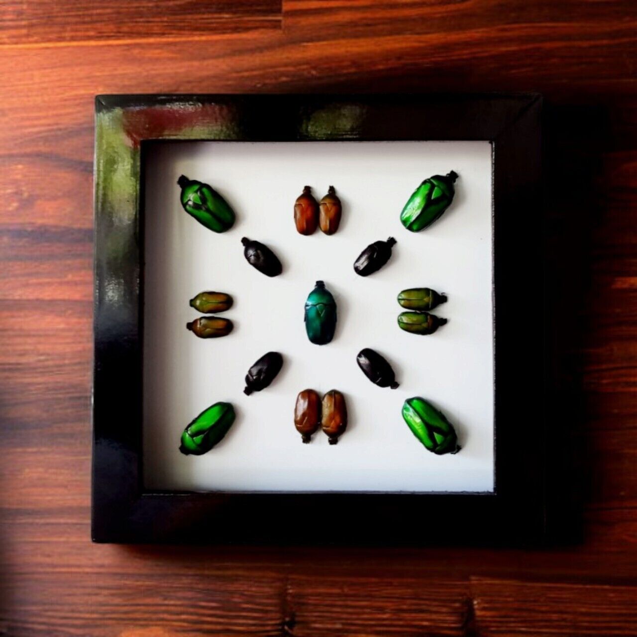 Vietnam Beetle Collection Wooden Frame - Minimalist Insect Decor for Colorful Bugs (in US)