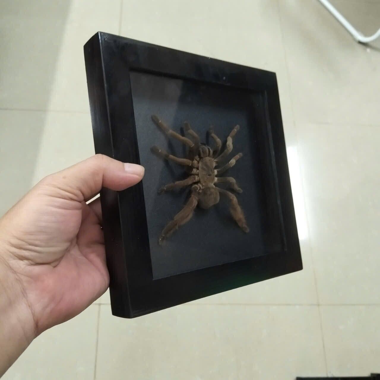 Spooky Insect Collection for Halloween – Unique Gift Idea with Vietnam Tarantula Shadow Box (in US)