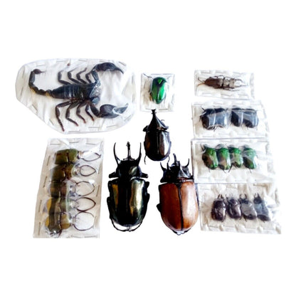 Pack of 23 Real Beetles & Scorpion - Colorful Nature-Inspired Taxidermy Dried Insect Art Collection, Gift for Kids (in US)