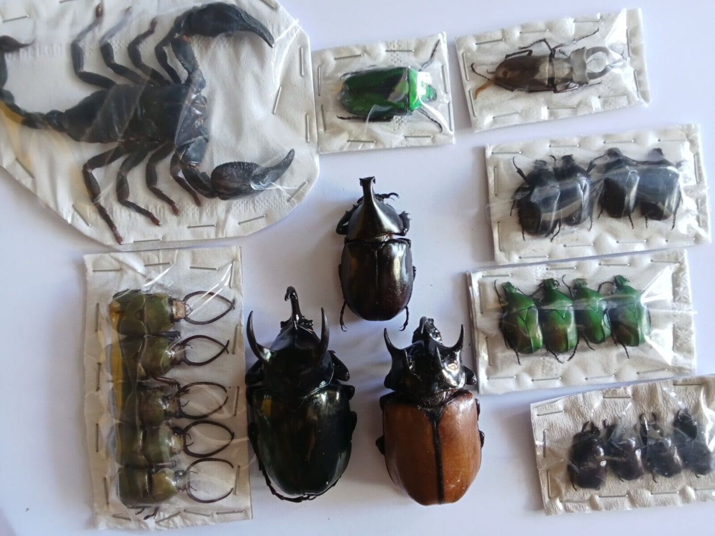 Pack of 23 Real Beetles & Scorpion - Colorful Nature-Inspired Taxidermy Dried Insect Art Collection, Gift for Kids (in US)