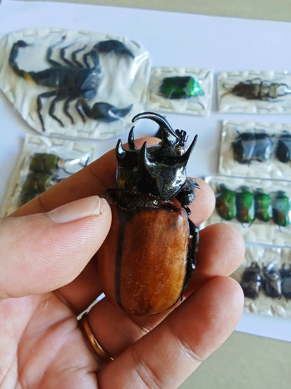 Pack of 23 Real Beetles & Scorpion - Colorful Nature-Inspired Taxidermy Dried Insect Art Collection, Gift for Kids (in US)