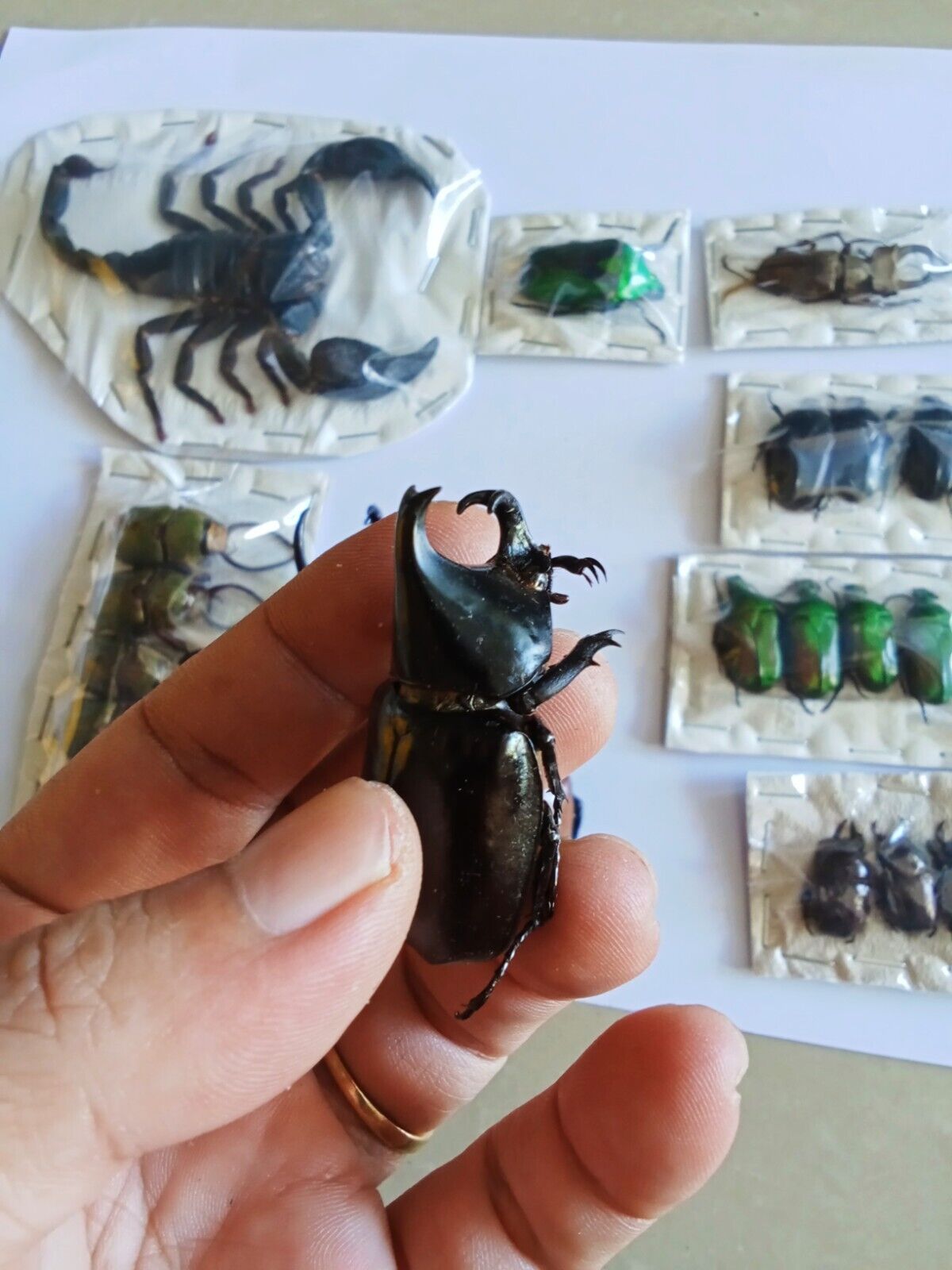 Pack of 23 Real Beetles & Scorpion - Colorful Nature-Inspired Taxidermy Dried Insect Art Collection, Gift for Kids (in US)