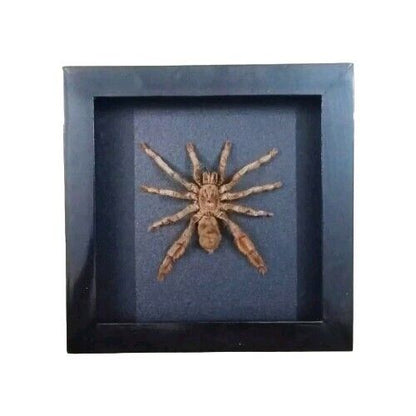 Spooky Insect Collection for Halloween – Unique Gift Idea with Vietnam Tarantula Shadow Box (in US)