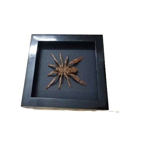 Spooky Insect Collection for Halloween – Unique Gift Idea with Vietnam Tarantula Shadow Box (in US)