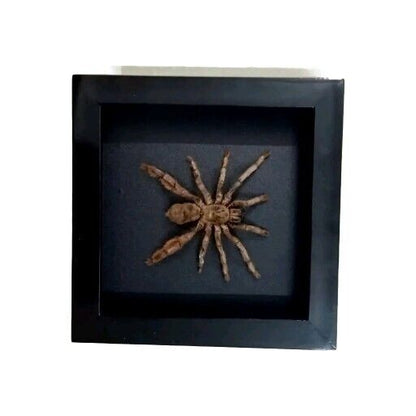 Spooky Insect Collection for Halloween – Unique Gift Idea with Vietnam Tarantula Shadow Box (in US)