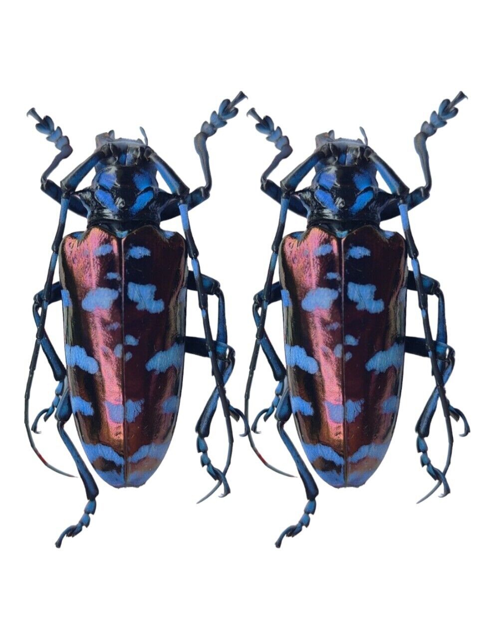 (in U.S.) 2 pcs Viet Nam Insects Cerambycidae Anoplophora A1