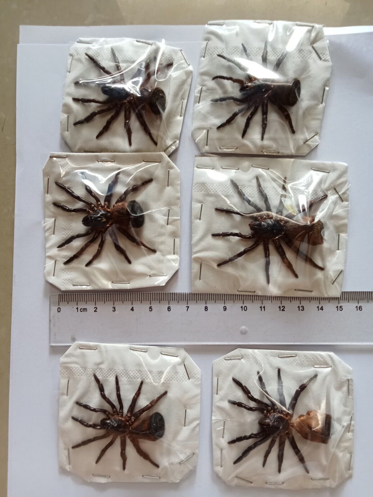 Cyclocosmia ricketti – Trapdoor Spider Specimen | Dried, Spread Legs | Oddities & Taxidermy