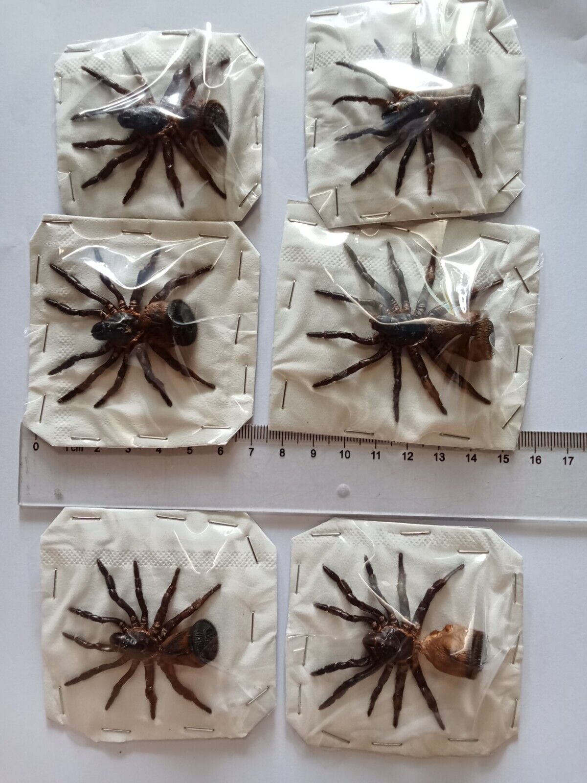 Cyclocosmia ricketti – Trapdoor Spider Specimen | Dried, Spread Legs | Oddities & Taxidermy
