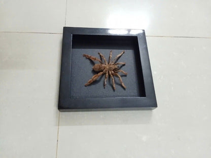 Spooky Insect Collection for Halloween – Unique Gift Idea with Vietnam Tarantula Shadow Box (in US)