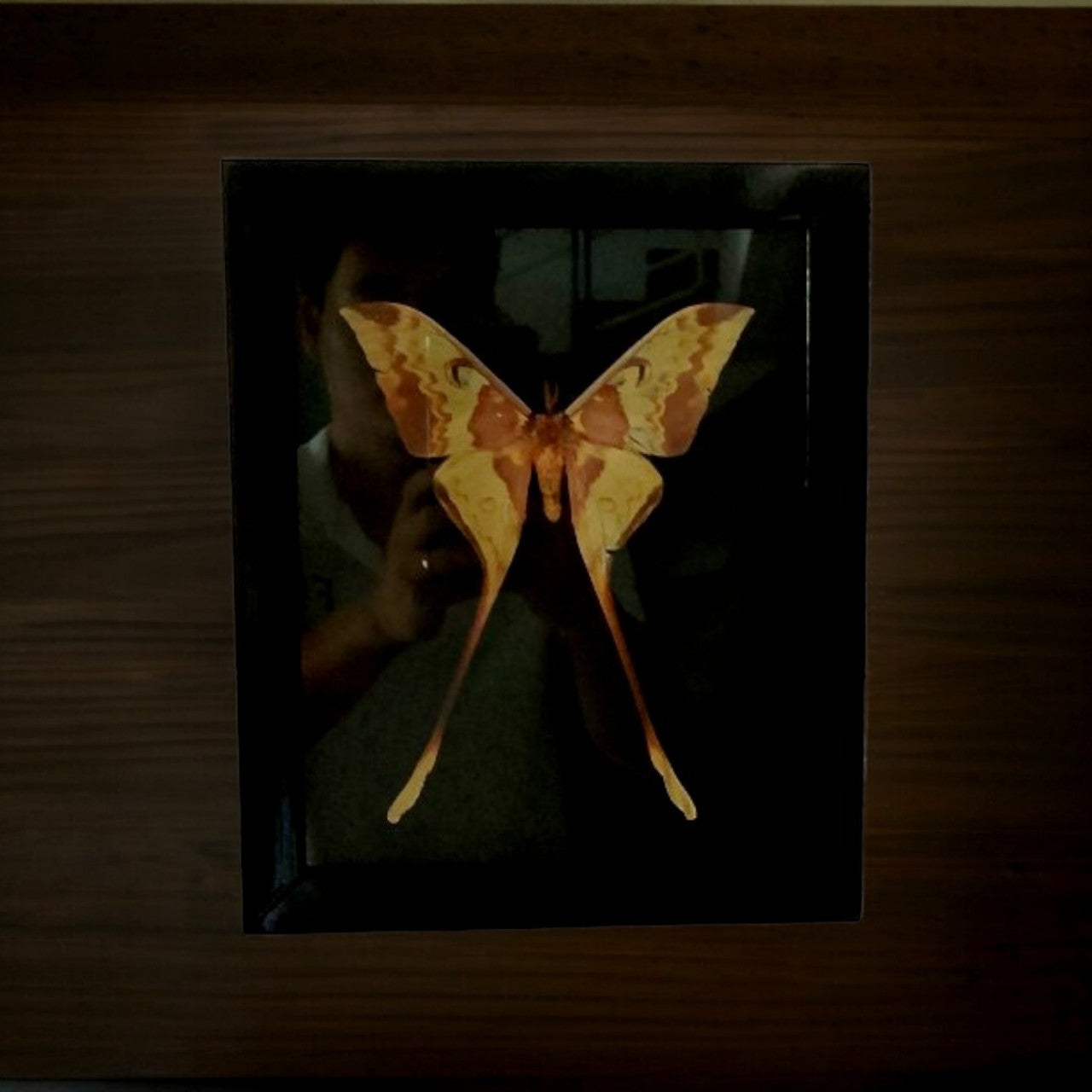 Shelf Wall Decor - Framed Actias Maenas Moth | Real Insect for Nature Inspired Art, Unique Gift Idea