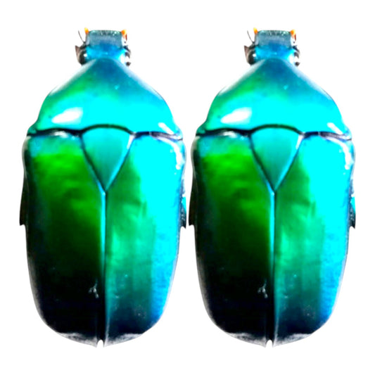 (in Vietnam) Pack of 02 pcs colorful Cetoniinae Rhomborrhina mellyi Vietnam. Artwork Crafts Unmouted insects.