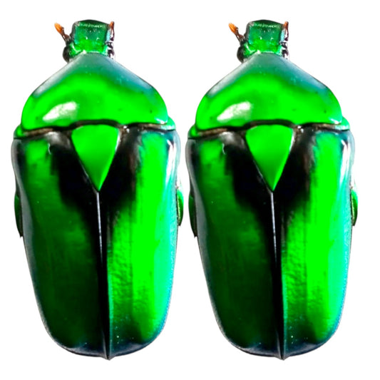 (in Vietnam) Pack of 02 pcs colorful RHOMBORRHINA resplendens Vietnam. Artwork Crafts Unmouted insects