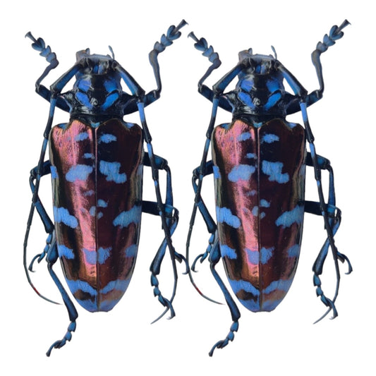 (in U.S.) 2 pcs Viet Nam Insects Cerambycidae Anoplophora A1