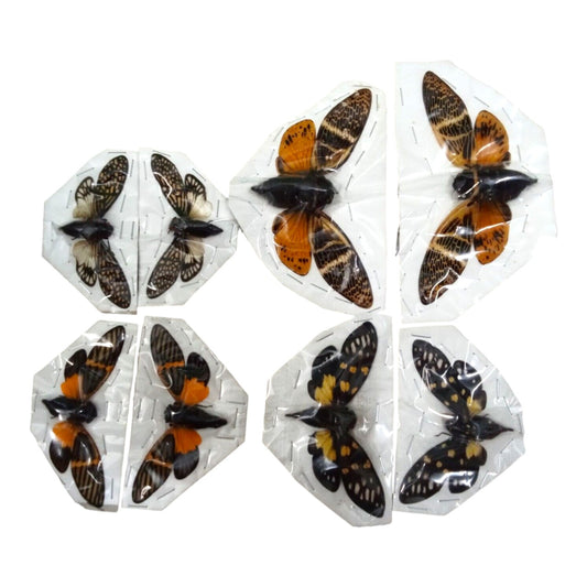 (in U.S.) 08 Real Cicada spread wings (04 species).