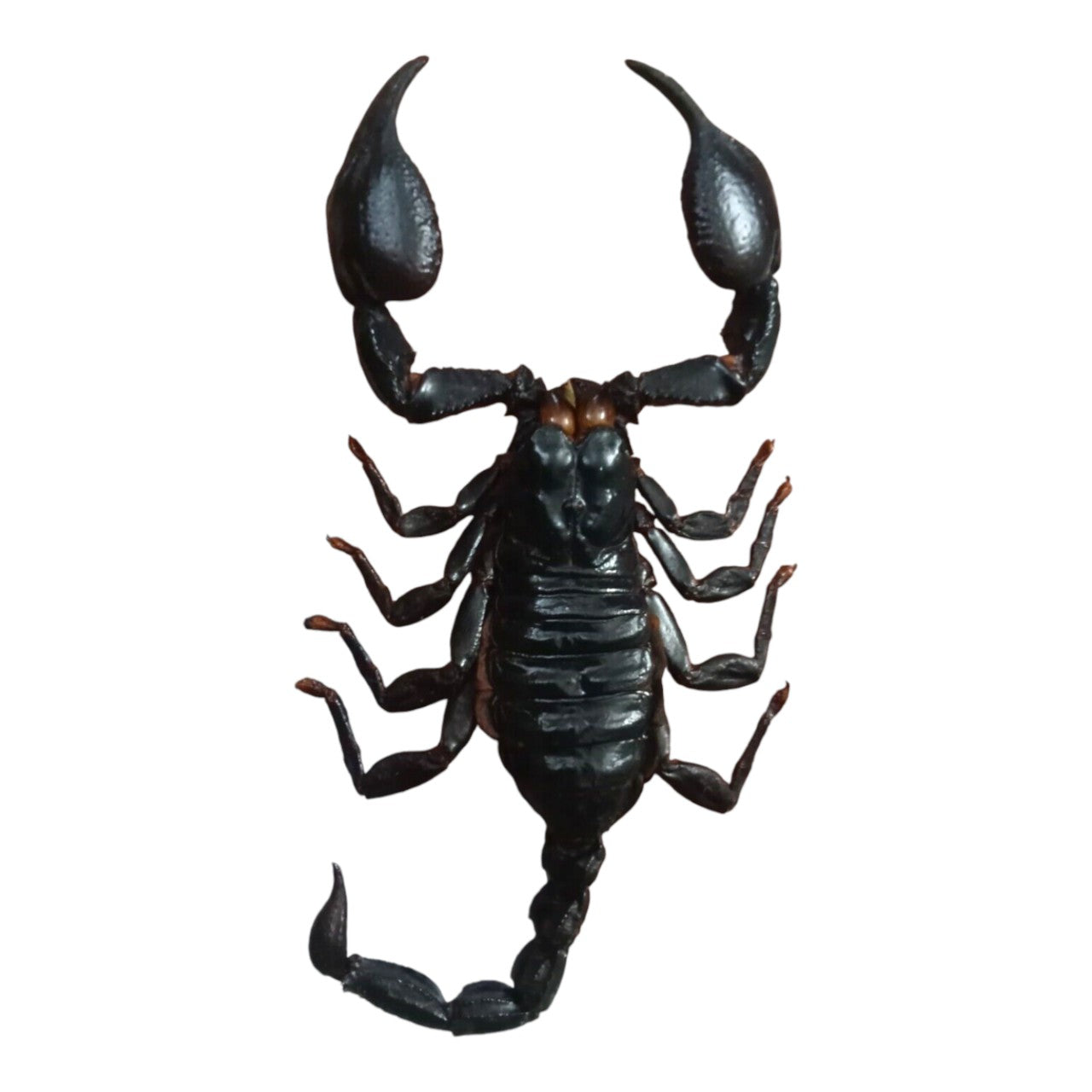 Real Scorpion Specimen (Heterometrus laoticus) - Dry Arachnid Taxidermy - Rare Exotic Scorpio - Insect Collector’s Display