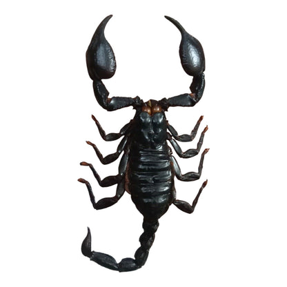Real Scorpion Specimen (Heterometrus laoticus) - Dry Arachnid Taxidermy - Rare Exotic Scorpio - Insect Collector’s Display