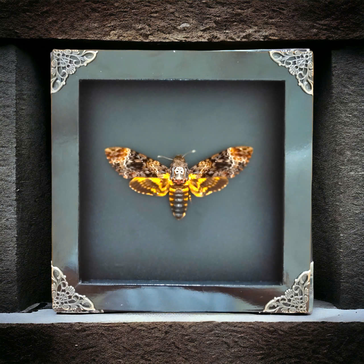 Gothic Wall Décor - Handmade Death Head Moth Frame, Unique Vietnam Butterfly Taxidermy Art