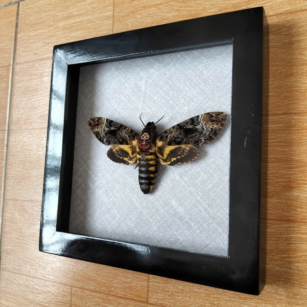 Vietnam Death's Head Moth Frame Sales - Real Skull Moth in Insect Shadow Box (in US)