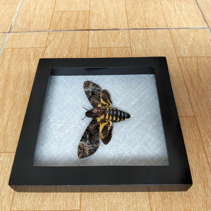 Vietnam Death's Head Moth Frame Sales - Real Skull Moth in Insect Shadow Box (in US)