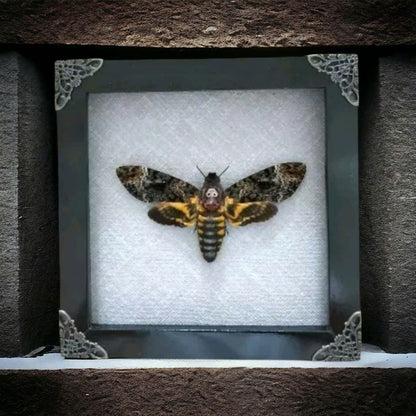 Vietnam Death's Head Moth Frame Sales - Real Skull Moth in Insect Shadow Box (in US)