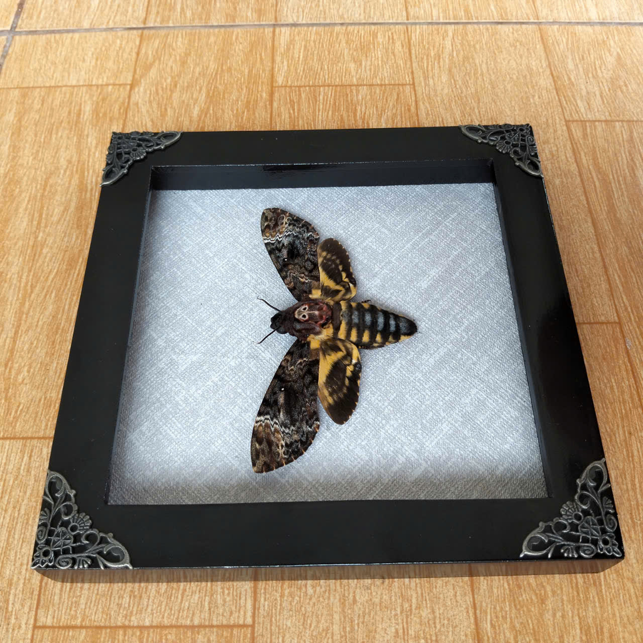 Vietnam Death's Head Moth Frame Sales - Real Skull Moth in Insect Shadow Box (in US)